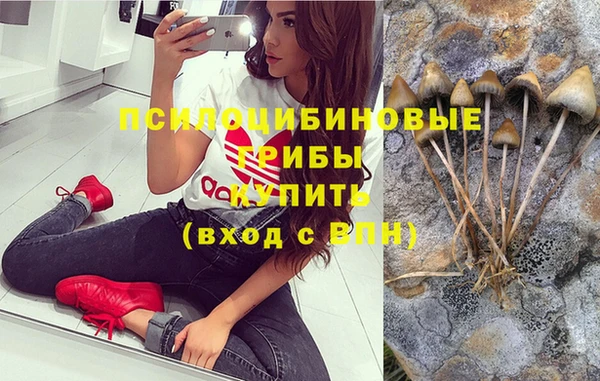 стаф Аркадак